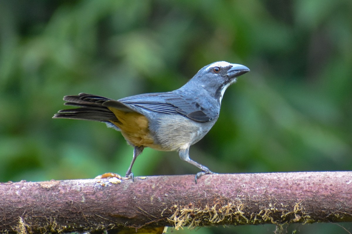 Bluish-gray Saltator - ML647255233