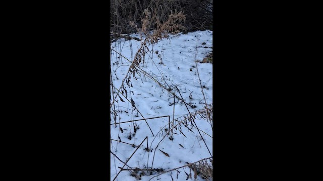 Golden-crowned Kinglet - ML647255251