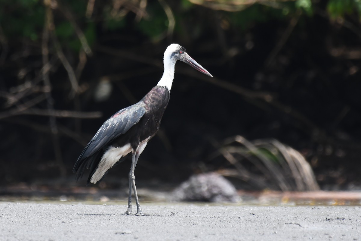 African Woolly-necked Stork - ML647255255