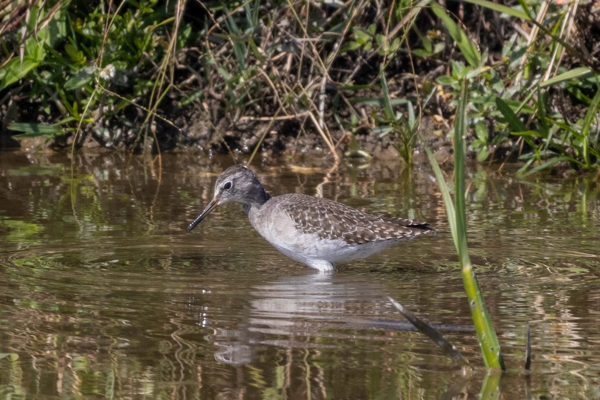 タカブシギ - ML647255276