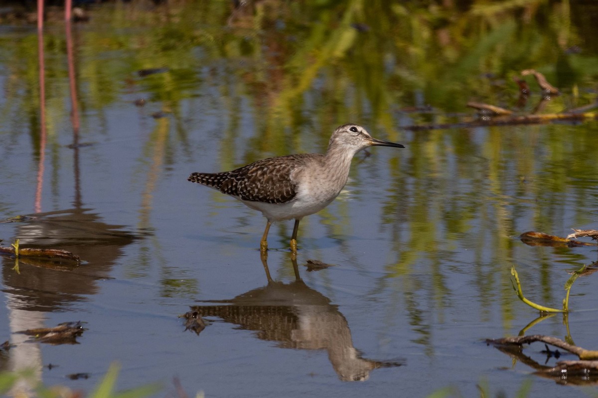 タカブシギ - ML647255277