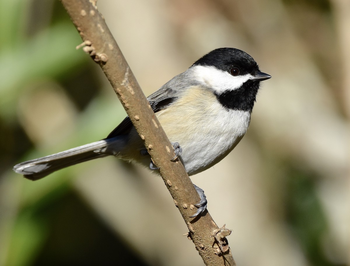 Каролинская гаичка - ML647255278