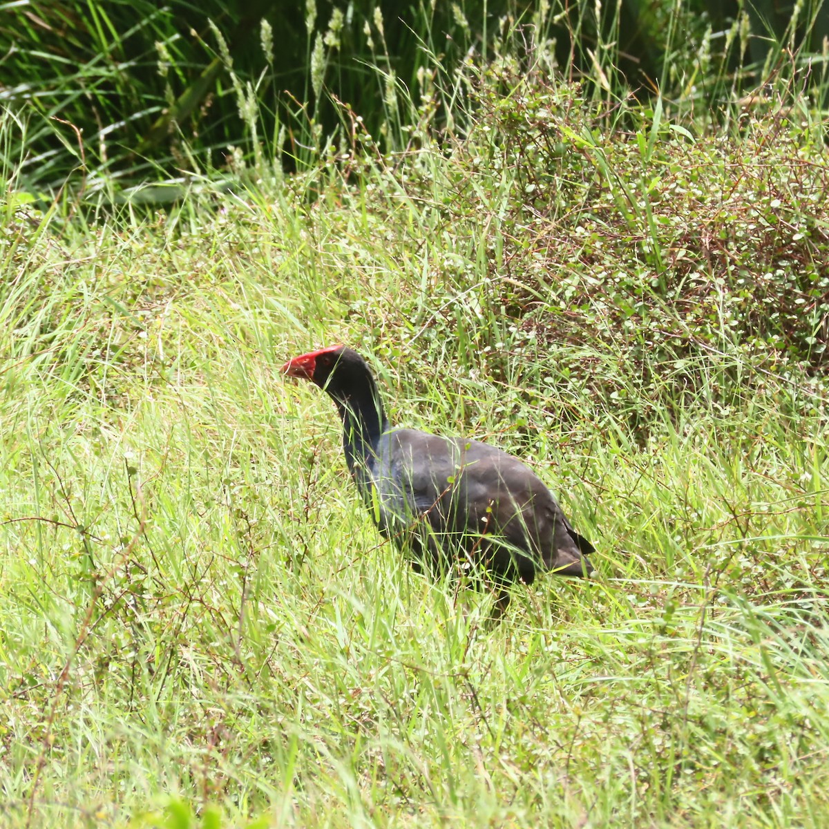 Australpurpurhuhn - ML647255283