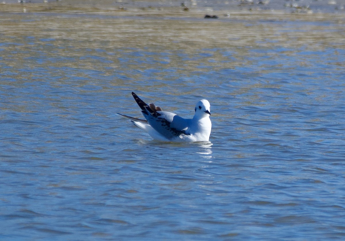 Bonaparte's Gull - ML647255289