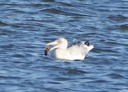 American Herring Gull - ML647255313