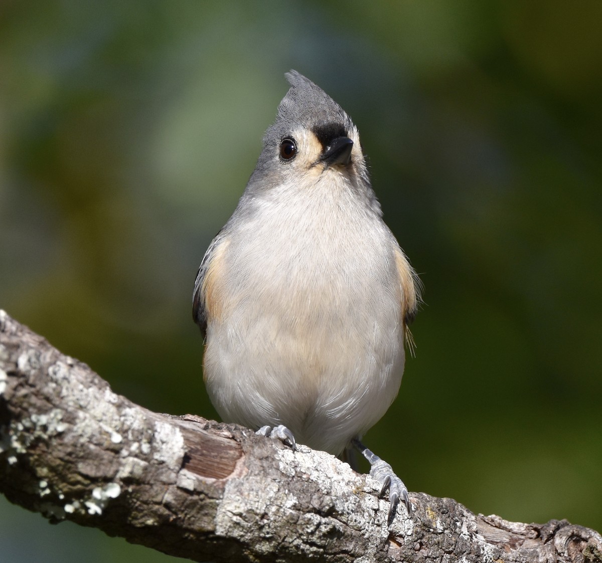 gråduskmeis - ML647255333