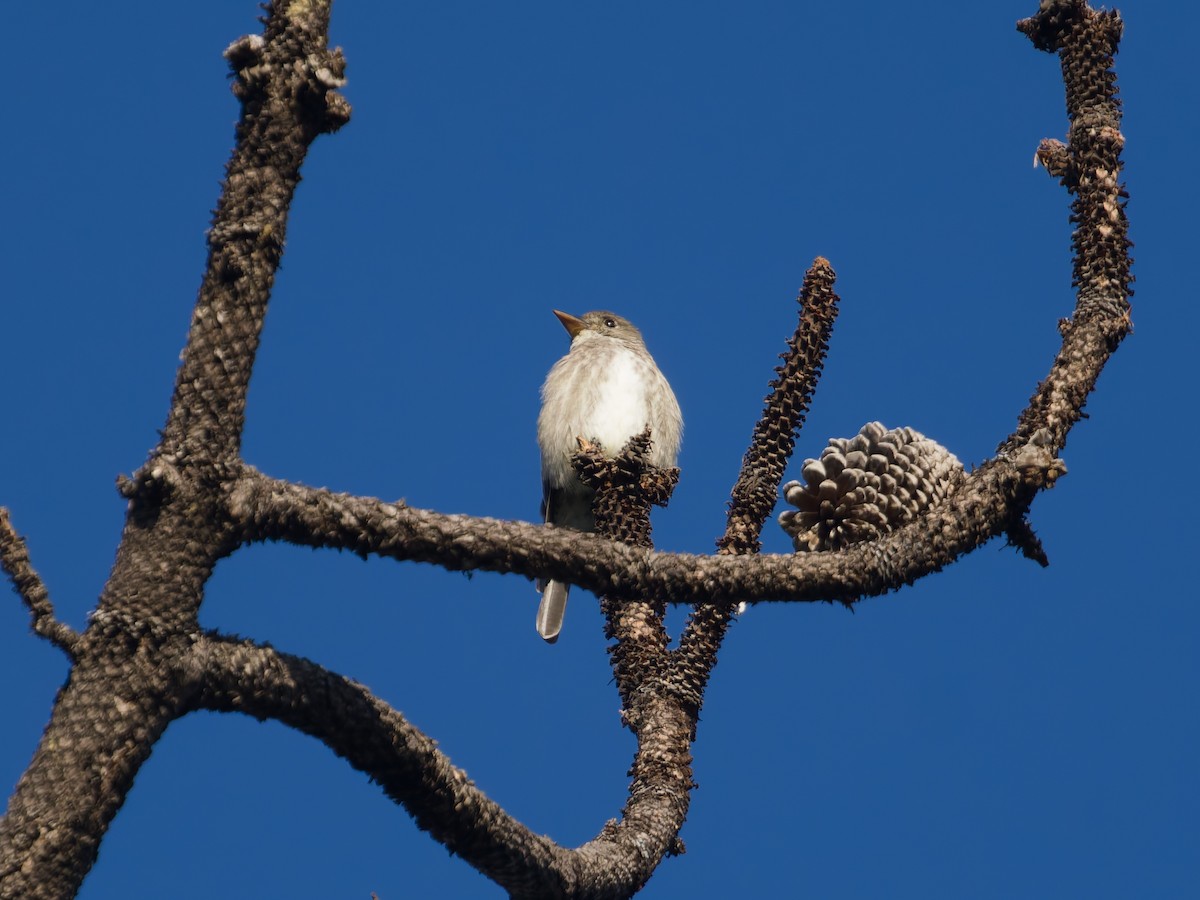 Hammond's Flycatcher - ML647255339