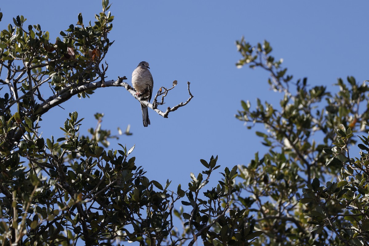 Inca Dove - ML647255349