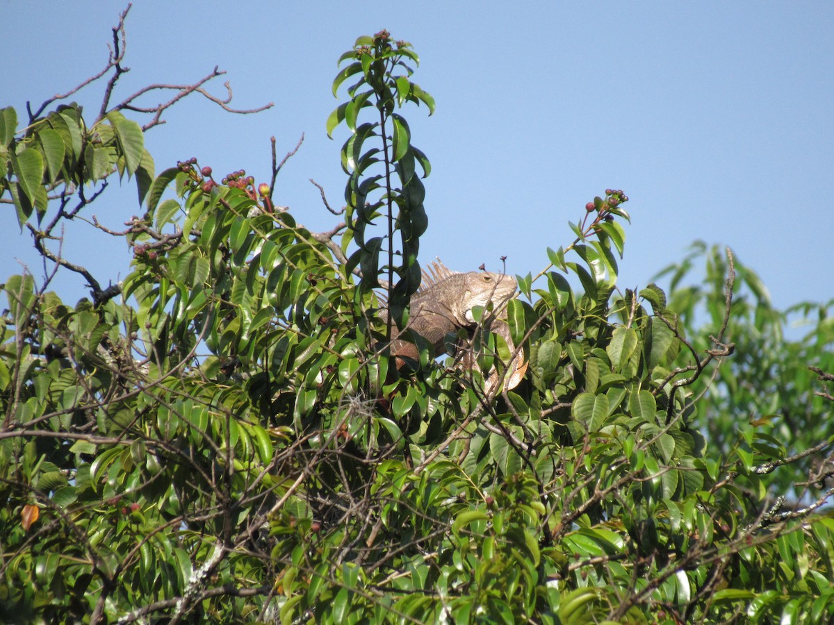 動物界 - ML647255353