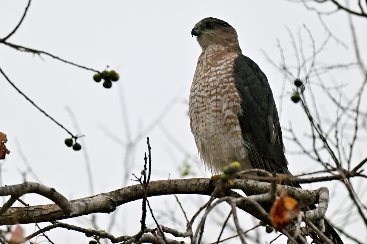 Cooper's Hawk - ML647255359