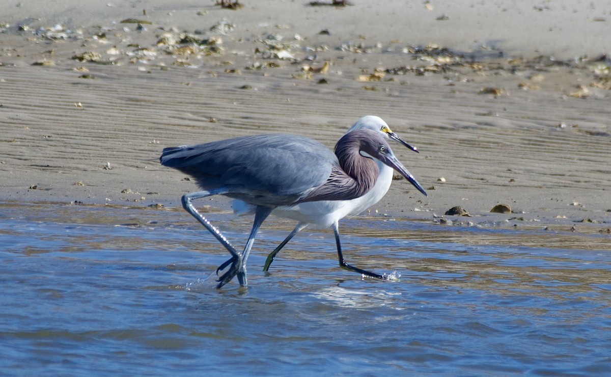 Reddish Egret - ML647255361