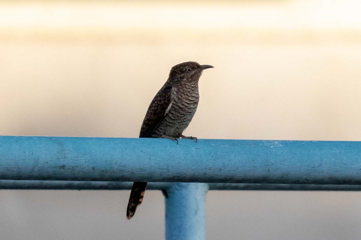 Plaintive Cuckoo - ML647255362