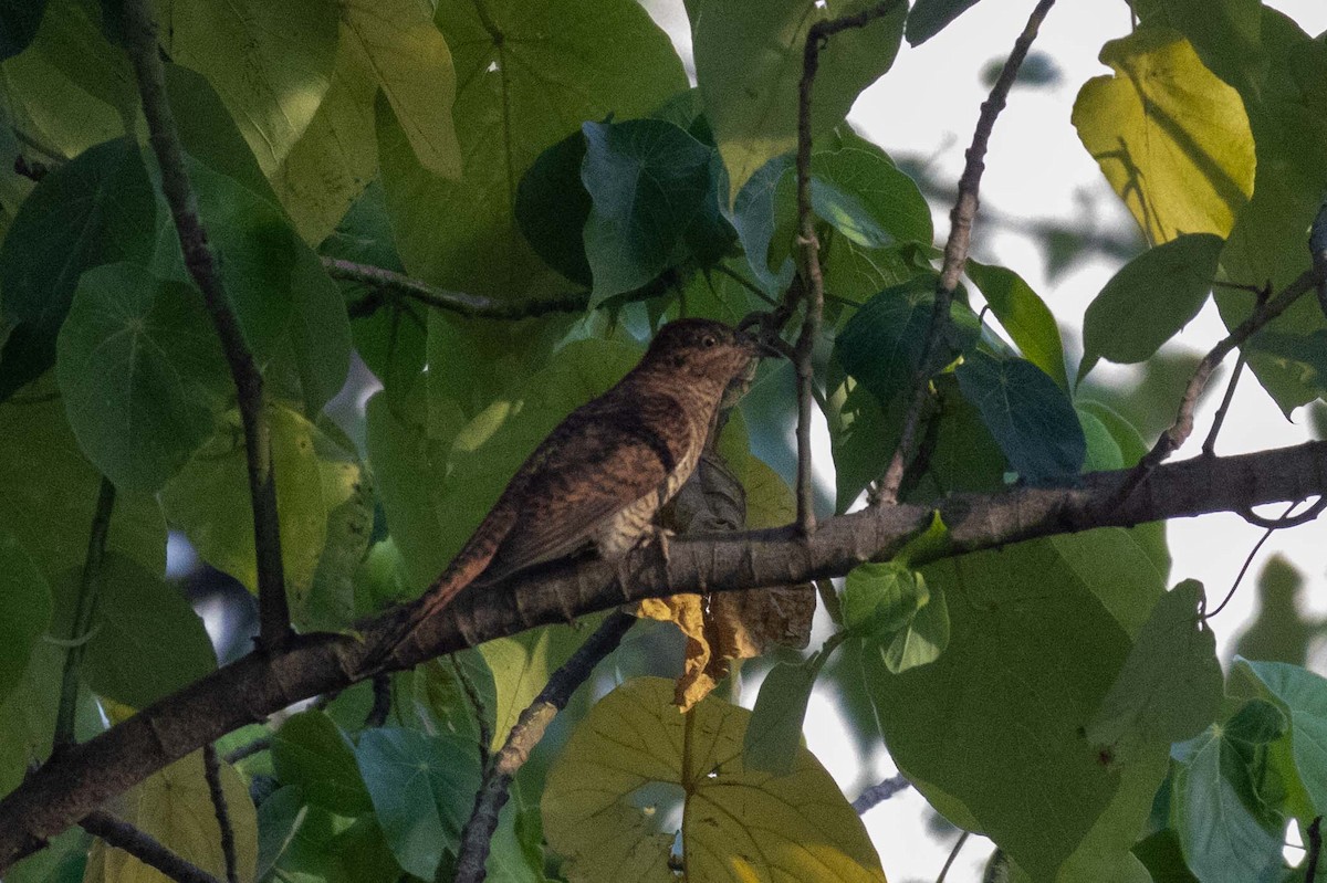 Plaintive Cuckoo - ML647255363