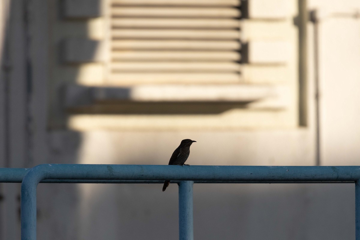 Plaintive Cuckoo - ML647255364