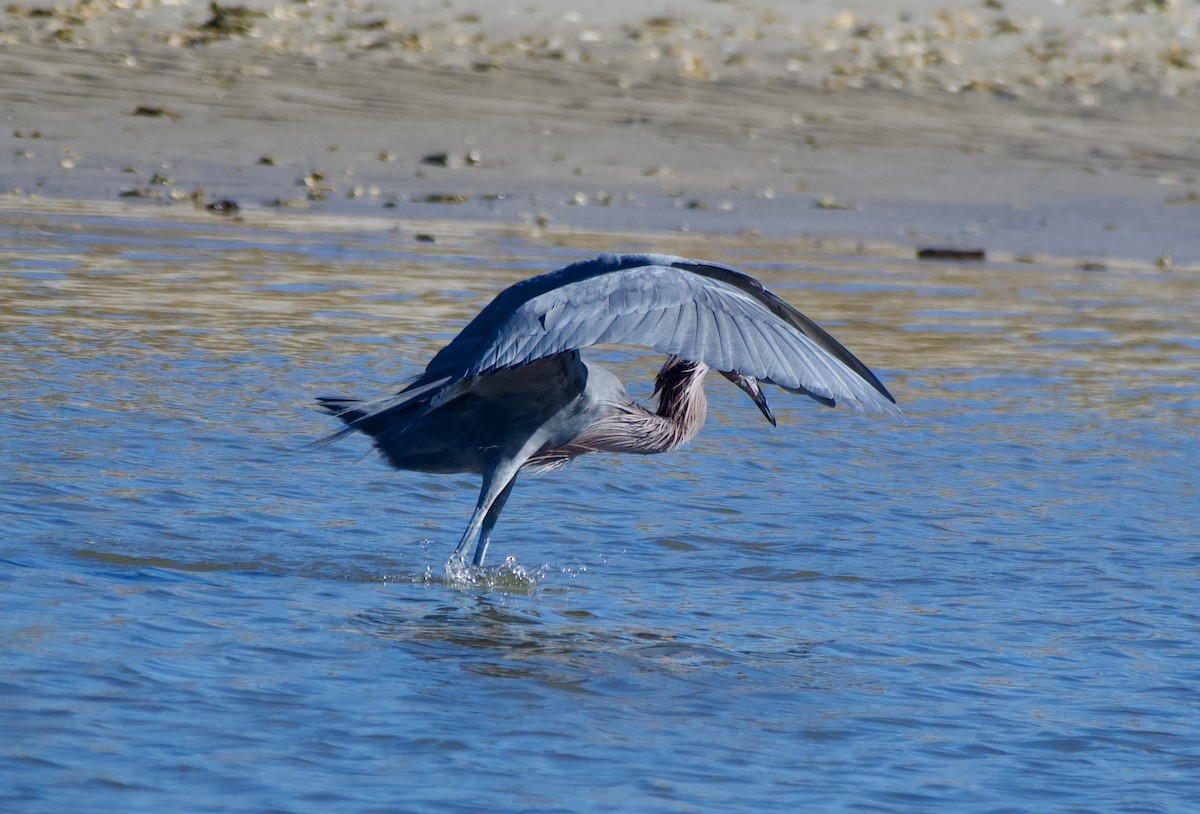 Reddish Egret - ML647255367