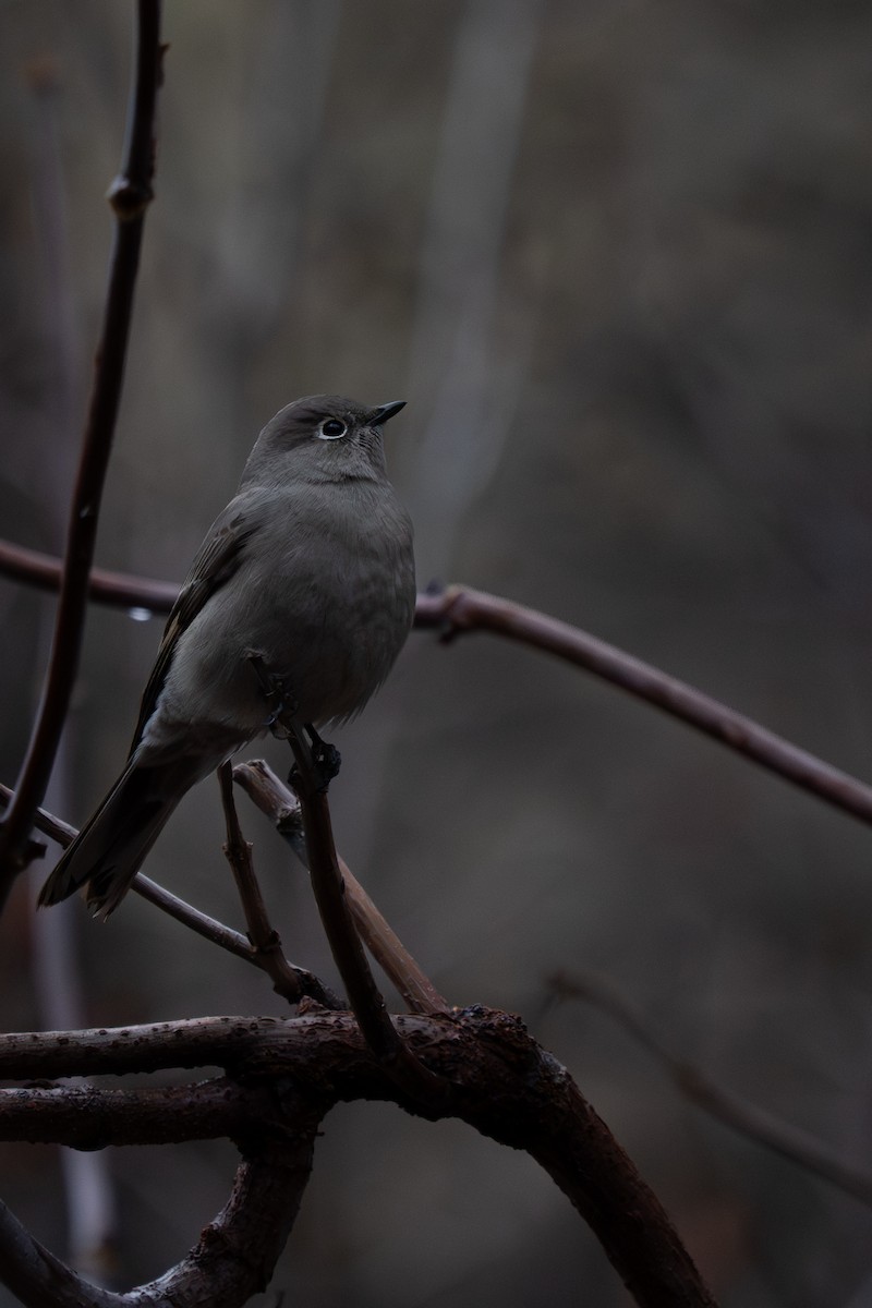 Townsend's Solitaire - ML647255368