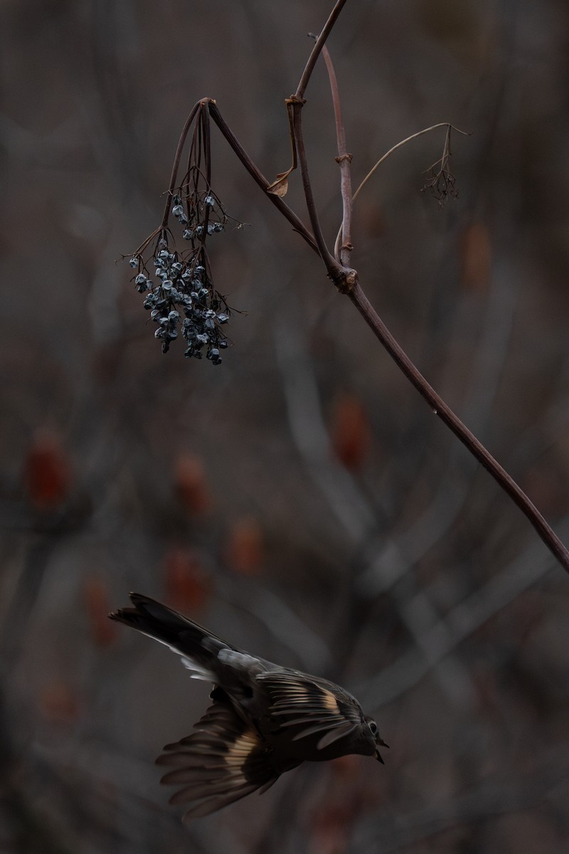 Townsend's Solitaire - ML647255371