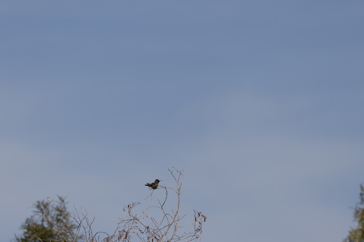 Anna's Hummingbird - ML647255373