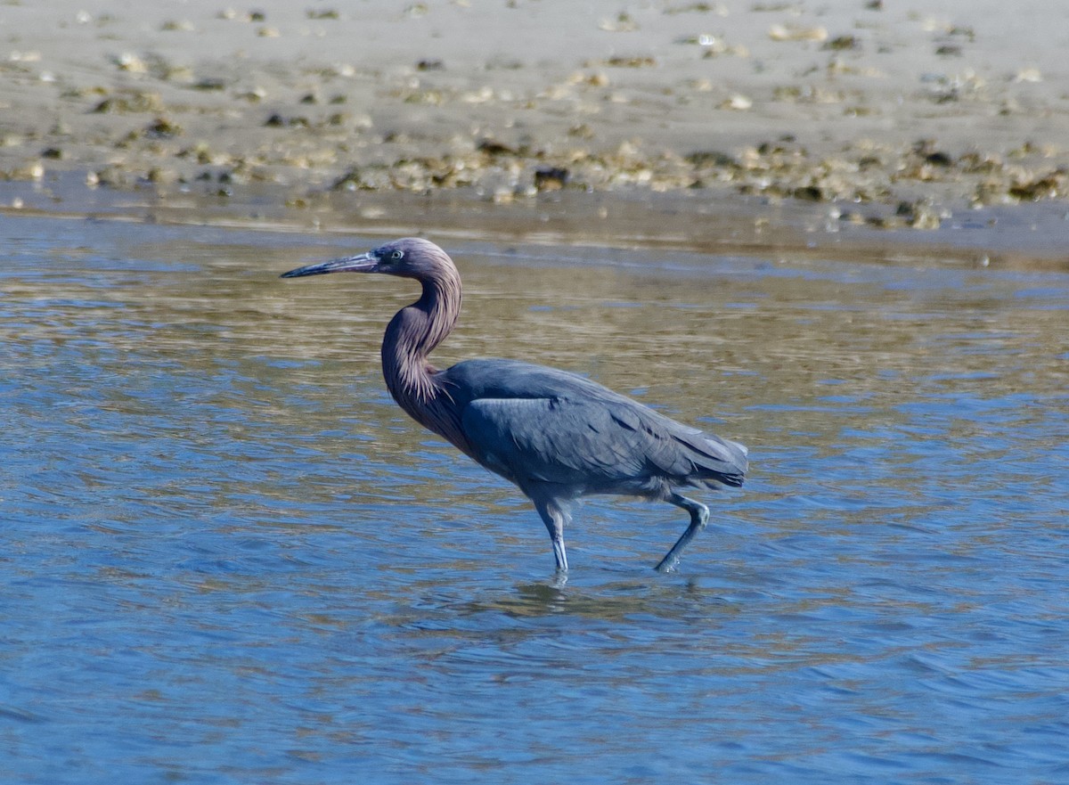 Reddish Egret - ML647255374