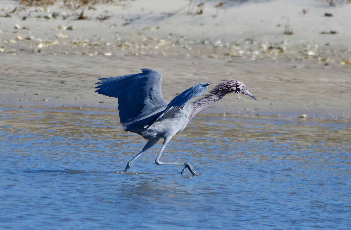 Reddish Egret - ML647255384