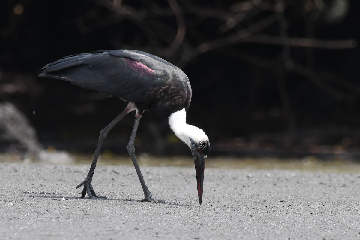 African Woolly-necked Stork - ML647255385