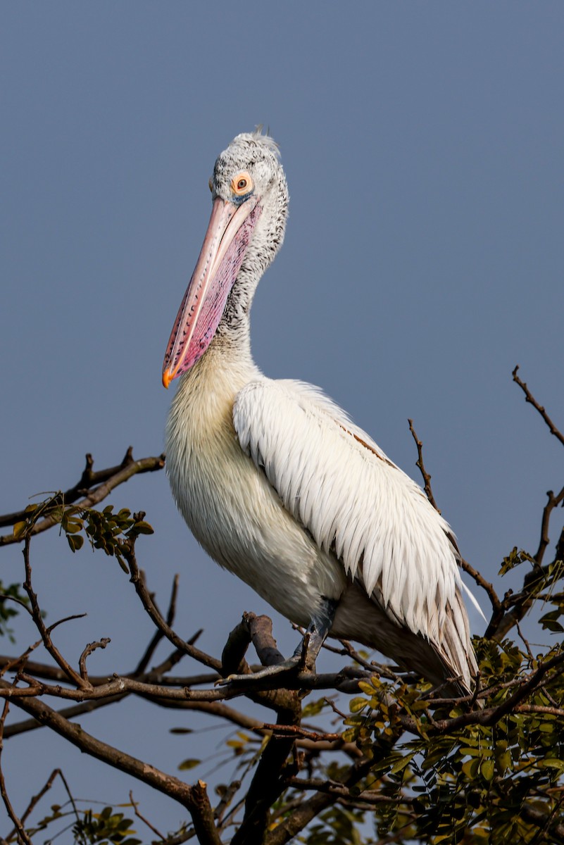 Hint Pelikanı - ML647255388