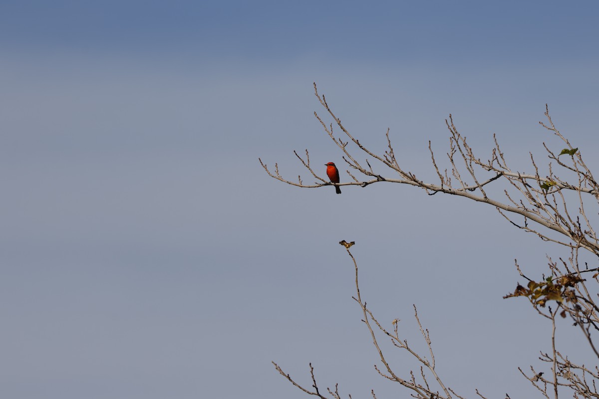 Vermilion Flycatcher - ML647255390