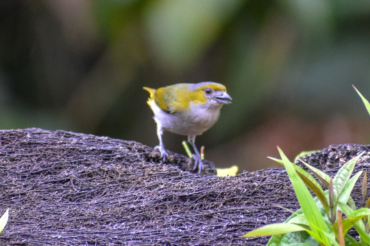 Golden-bellied Euphonia - ML647255392