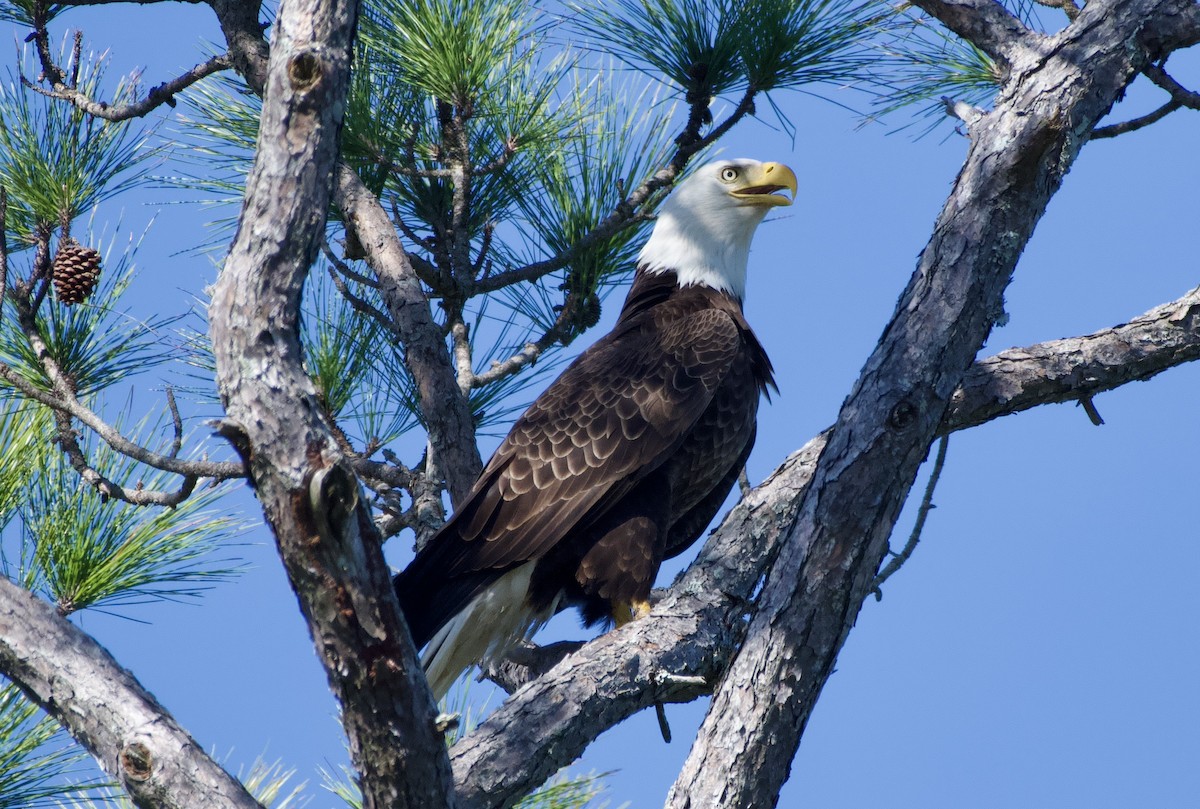 Bald Eagle - ML647255402