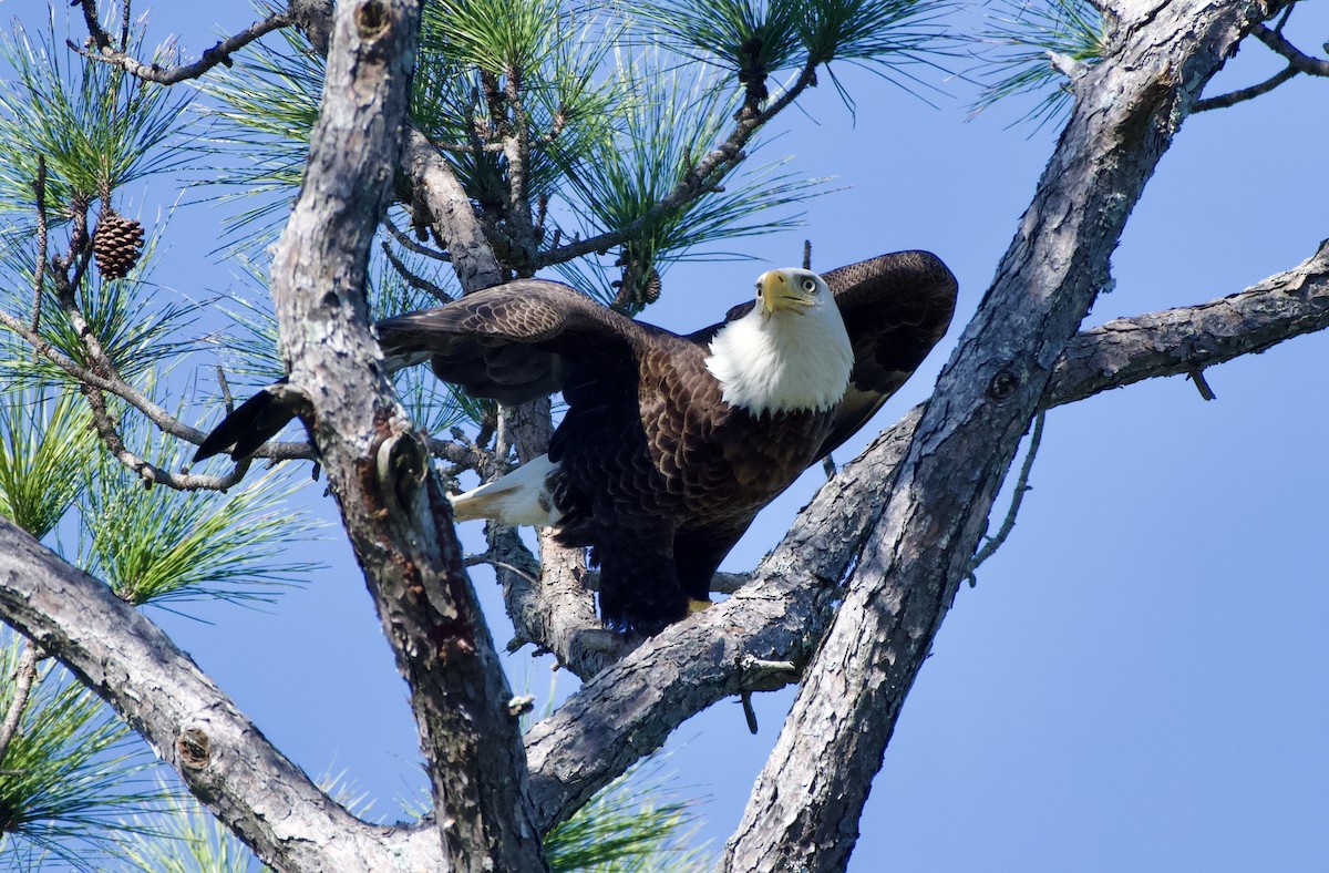 Bald Eagle - ML647255407
