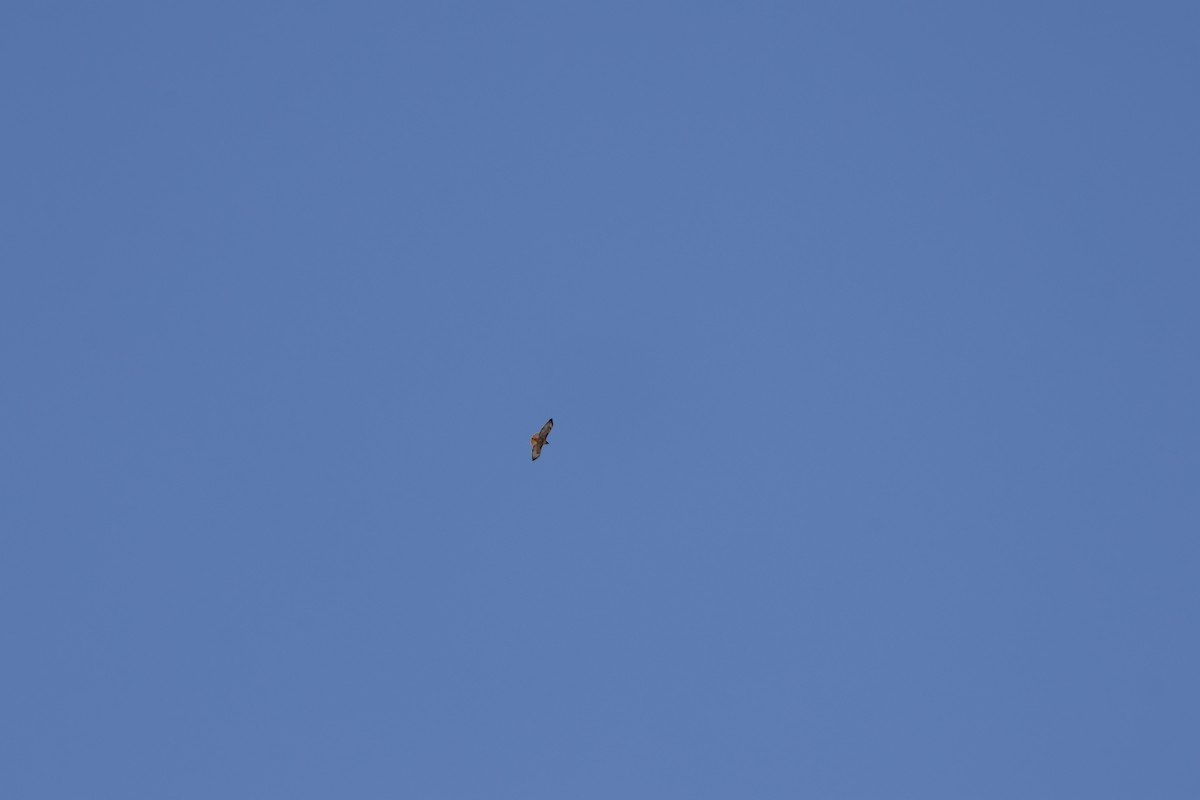 Red-tailed Hawk - ML647255410