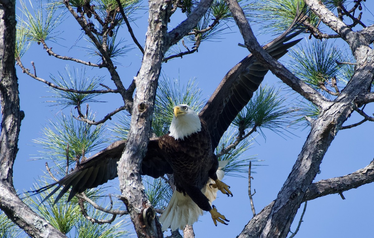 Bald Eagle - ML647255411
