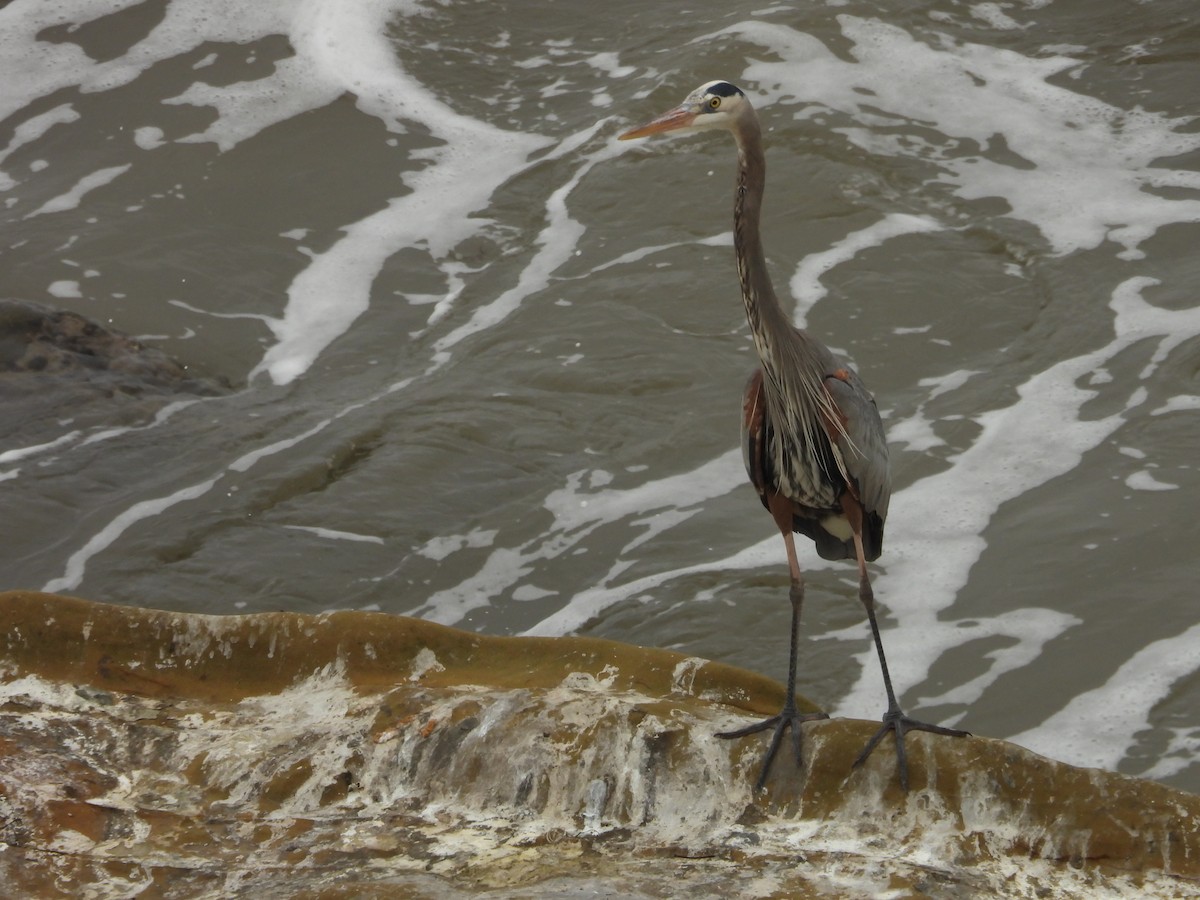 Great Blue Heron - ML647255420