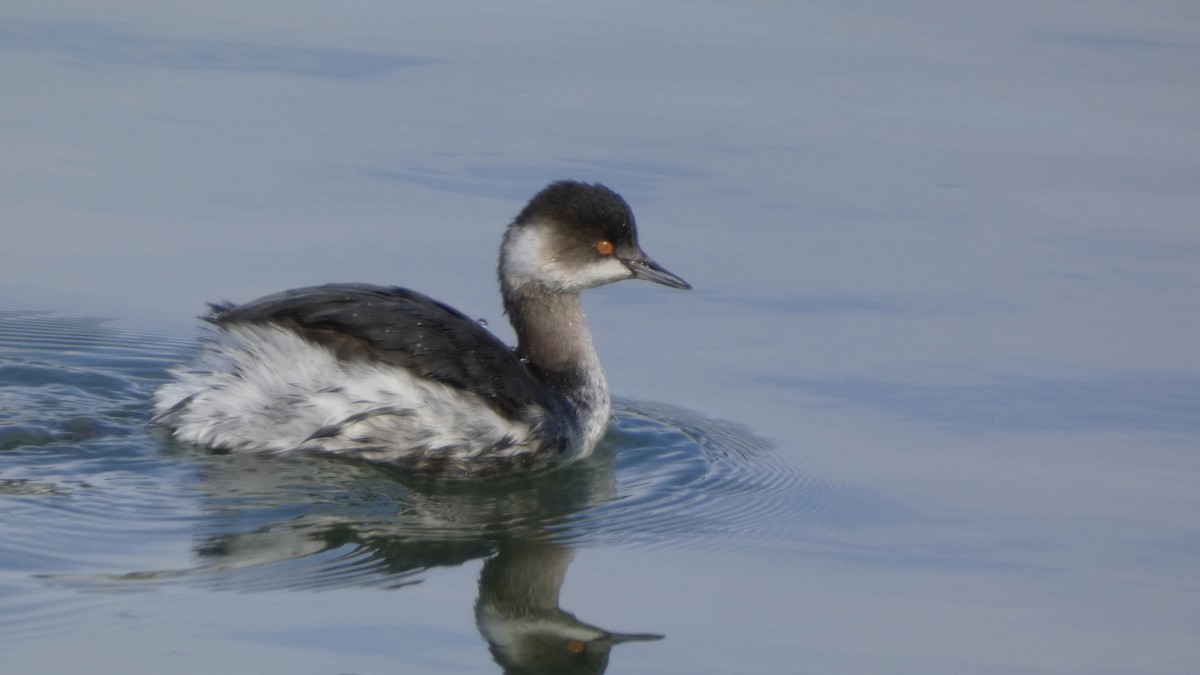 potápka černokrká - ML647255422