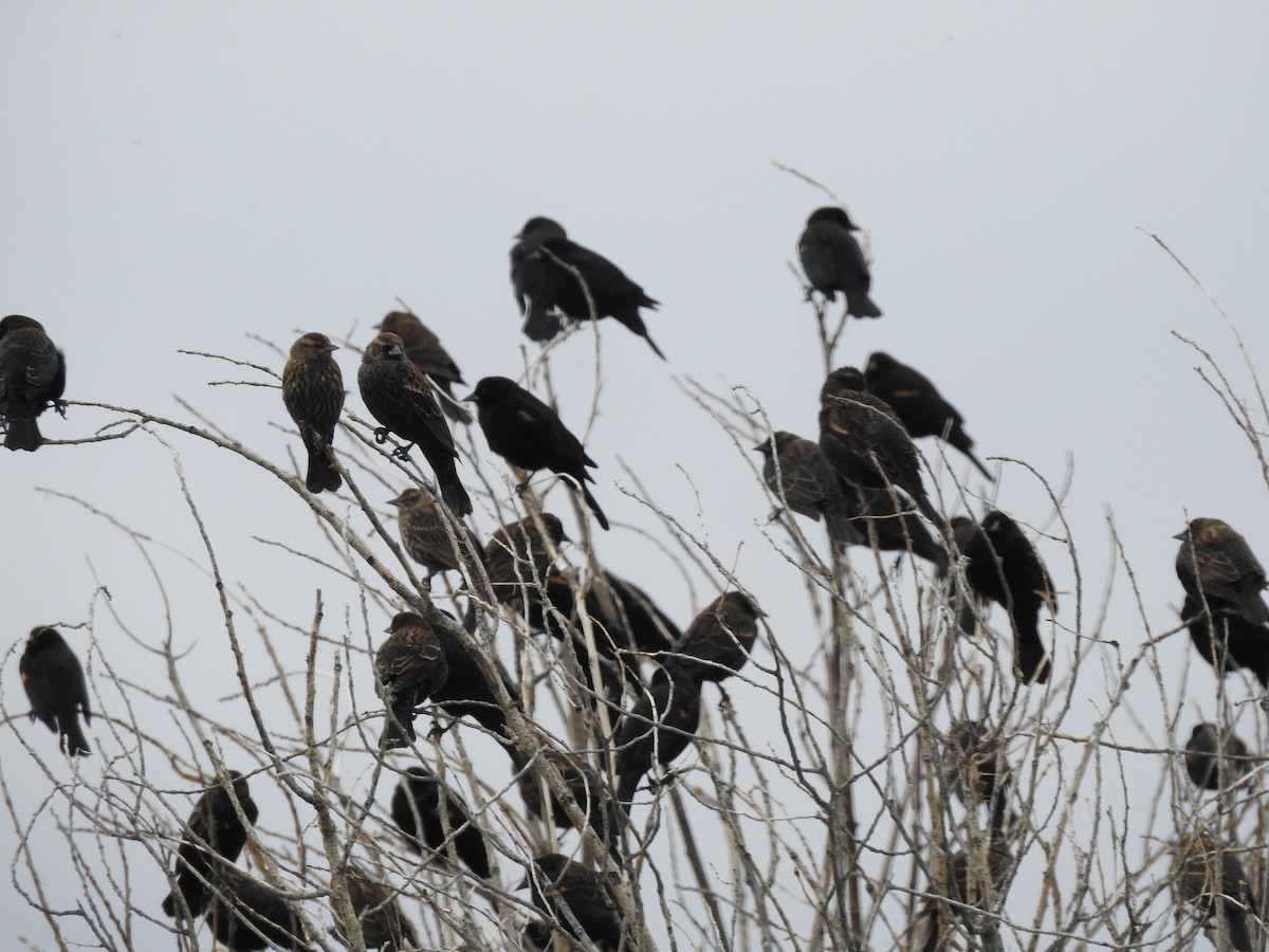 Red-winged Blackbird - ML647255424