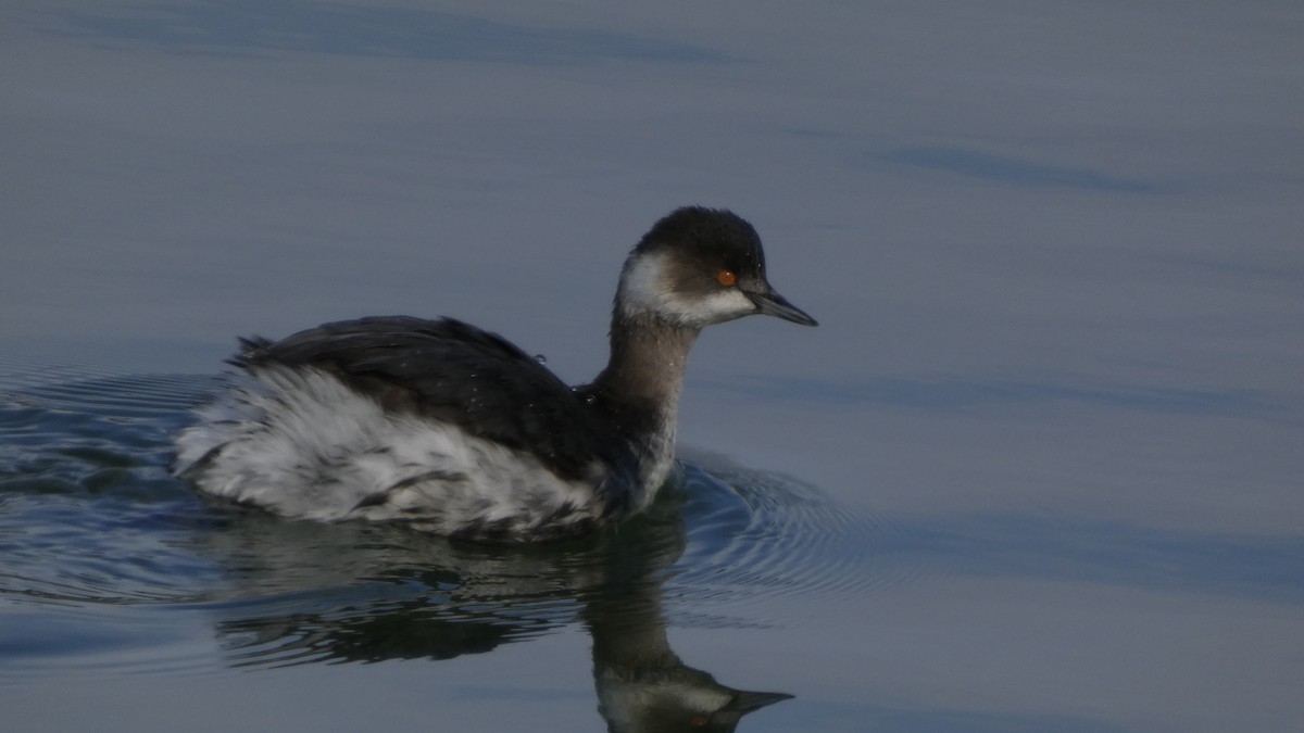 potápka černokrká - ML647255425