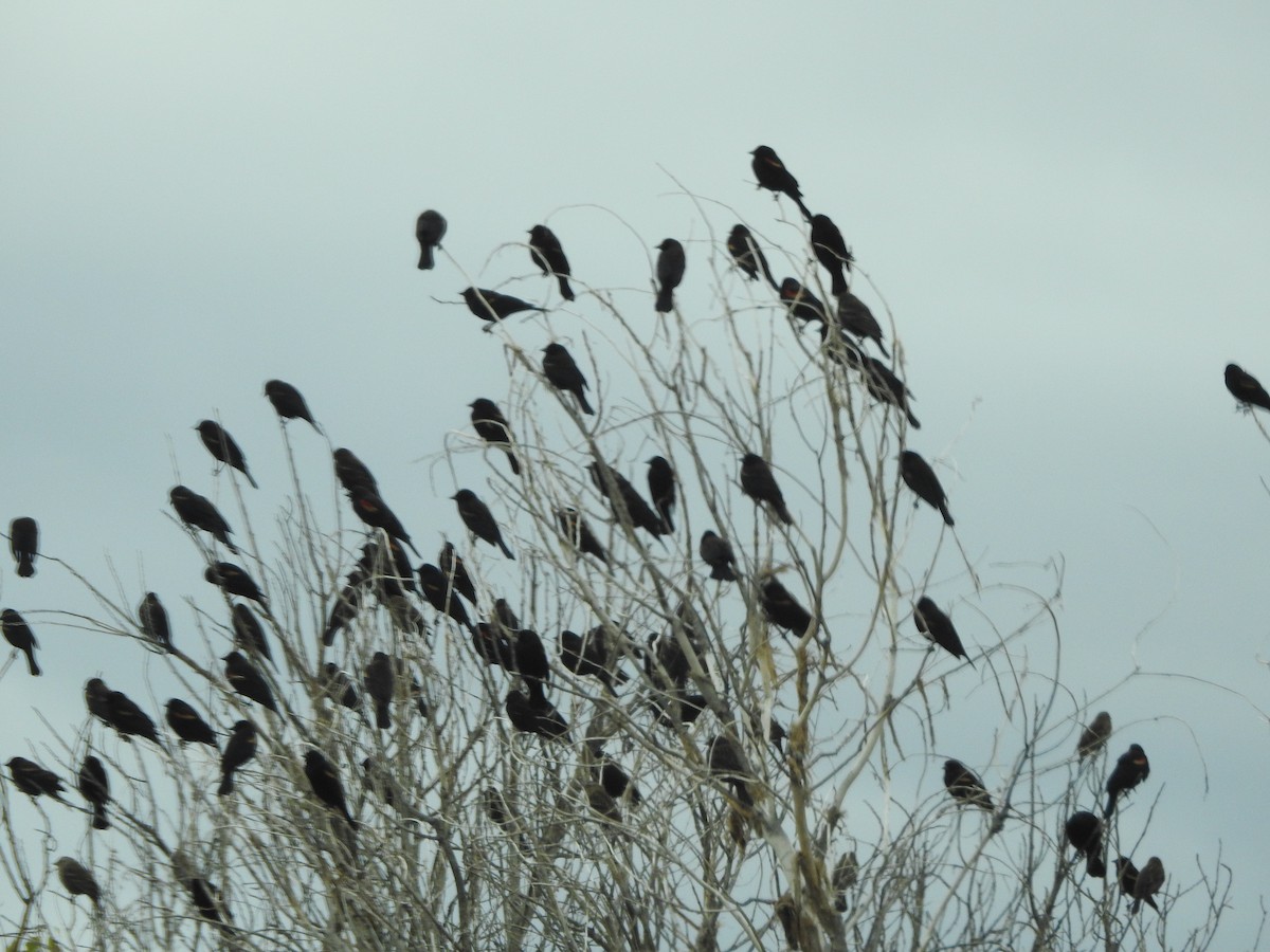 Red-winged Blackbird - ML647255426