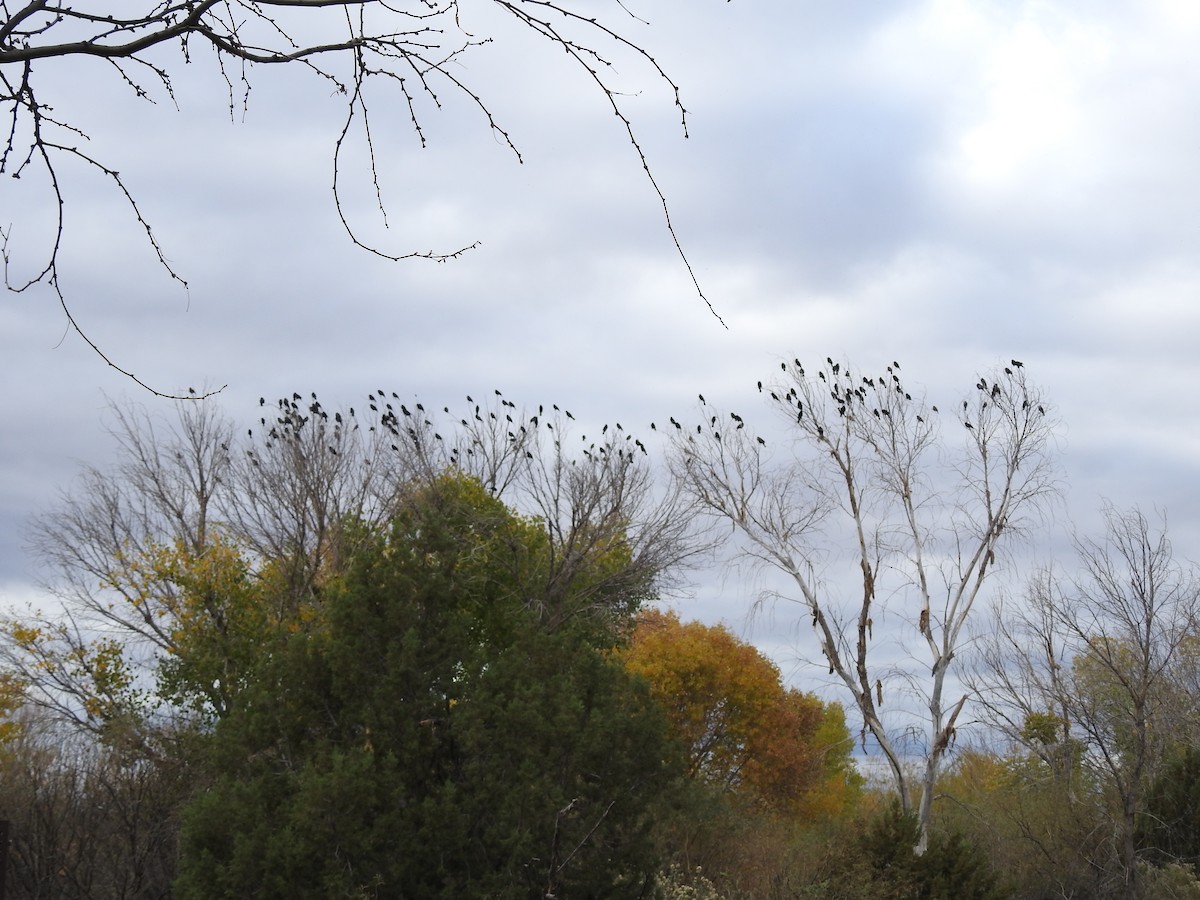 Red-winged Blackbird - ML647255428