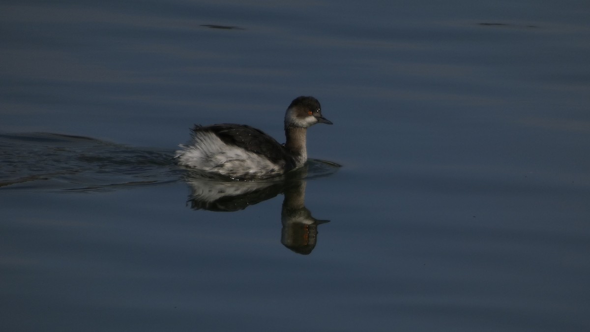 potápka černokrká - ML647255429