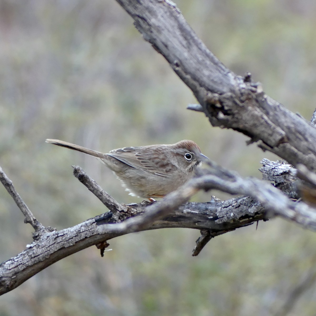 Rufous-crowned Sparrow - ML647255430