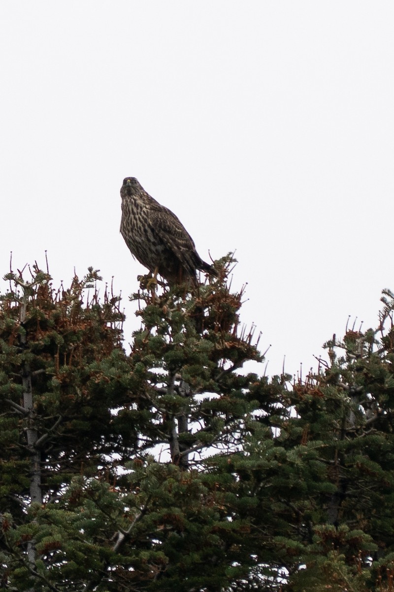 American Goshawk - ML647255438