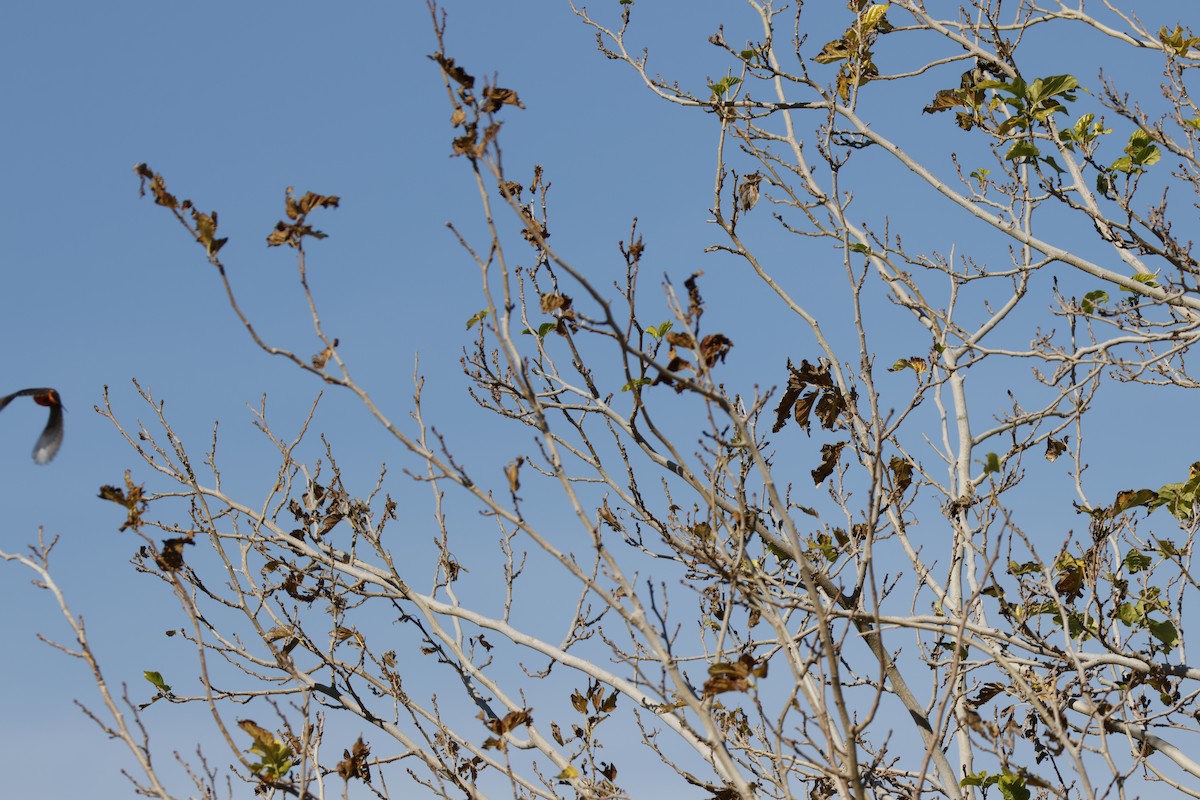 Vermilion Flycatcher - ML647255452