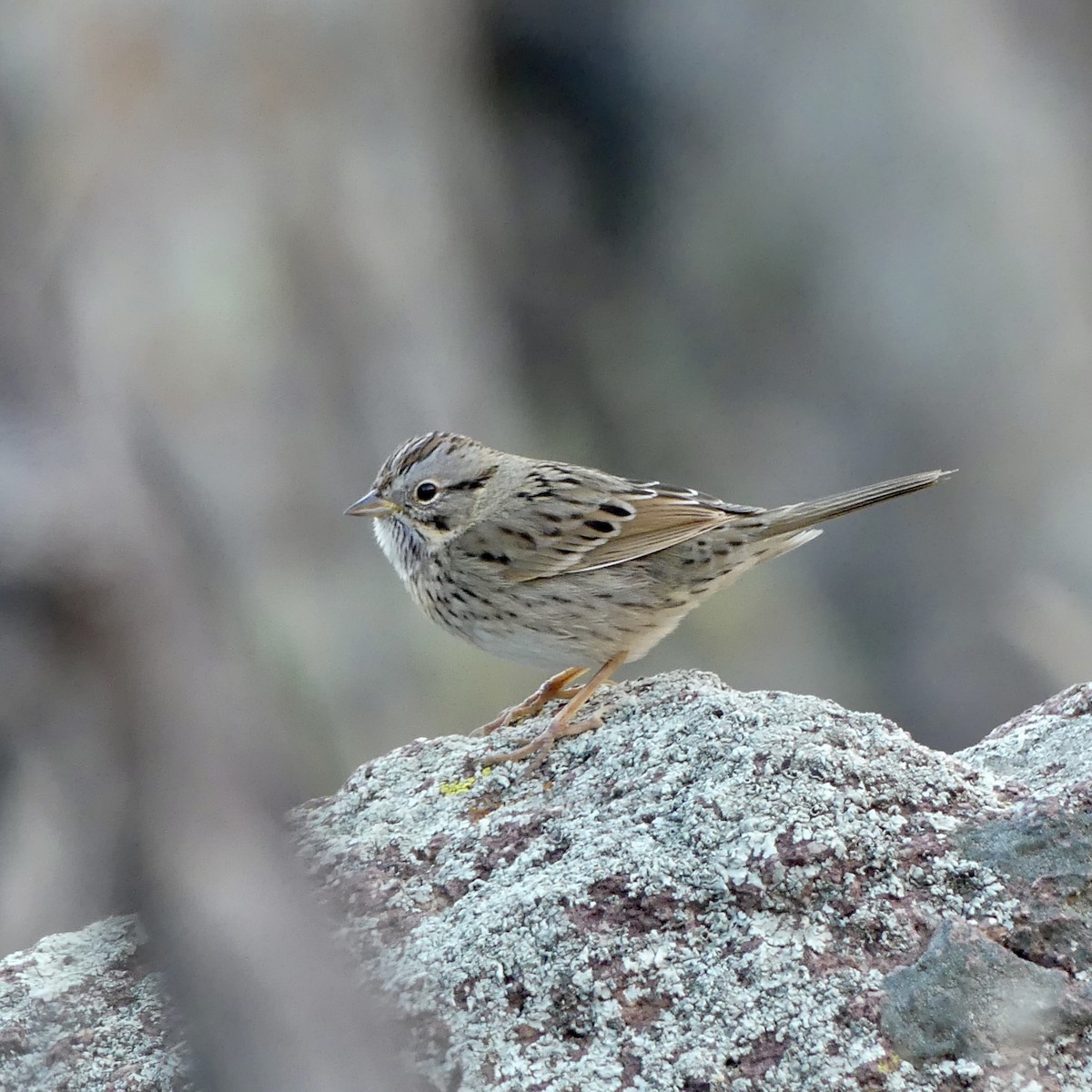 Lincoln's Sparrow - ML647255453