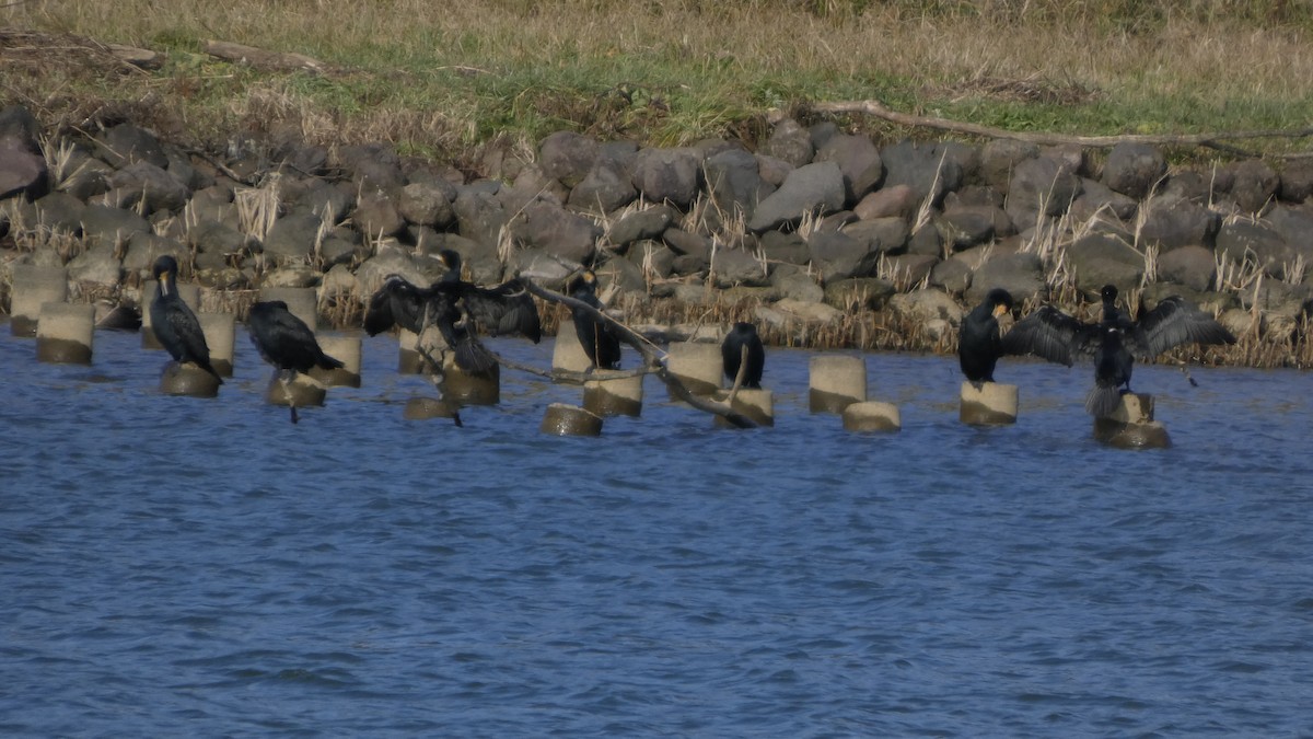 Большой баклан - ML647255457