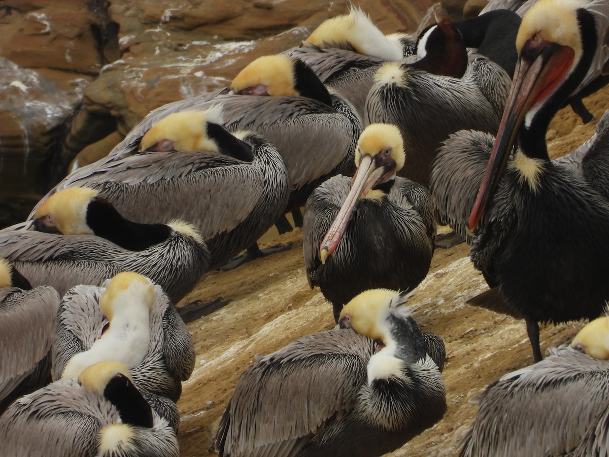 Brown Pelican - ML647255458