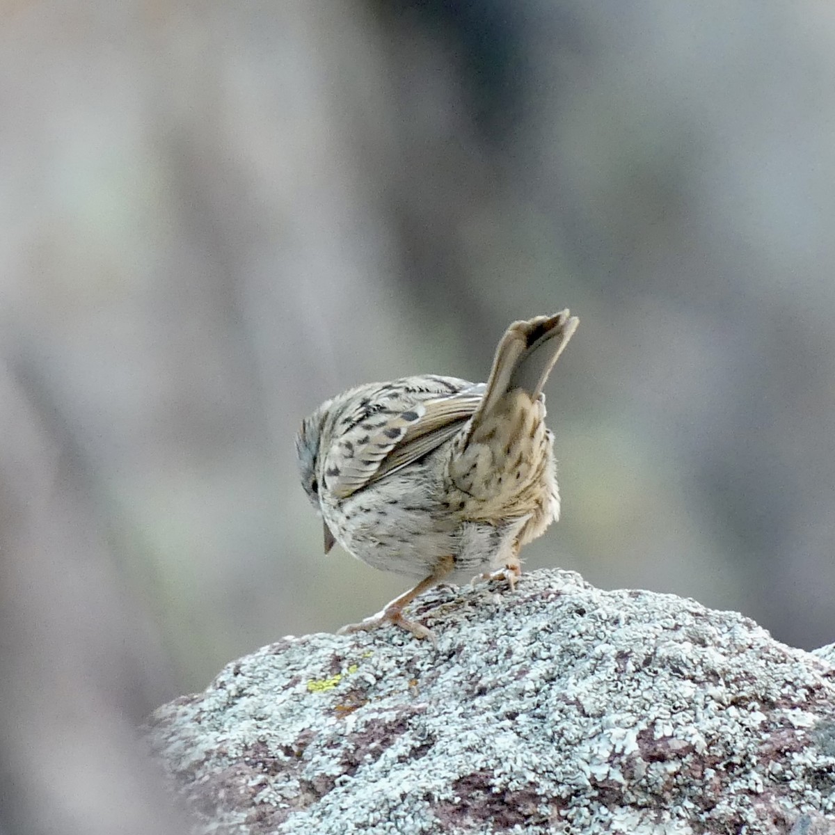 Lincoln's Sparrow - ML647255459