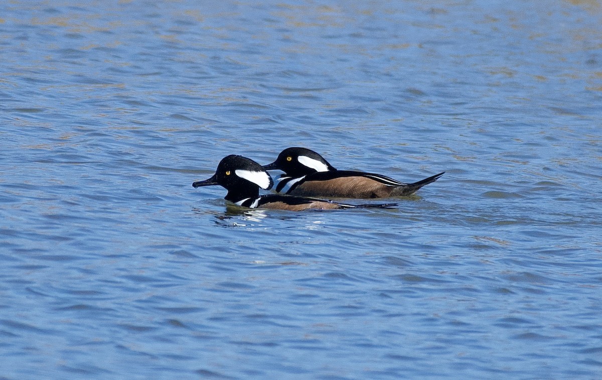 Hooded Merganser - ML647255460