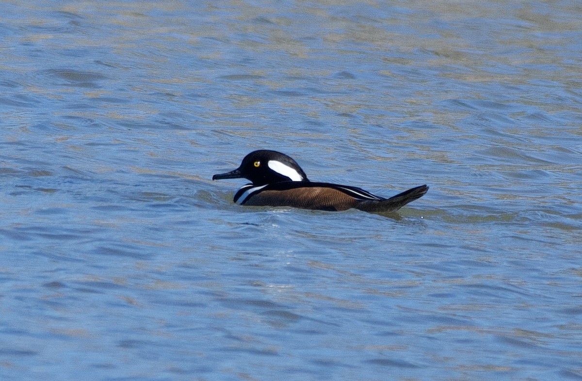 Hooded Merganser - ML647255476