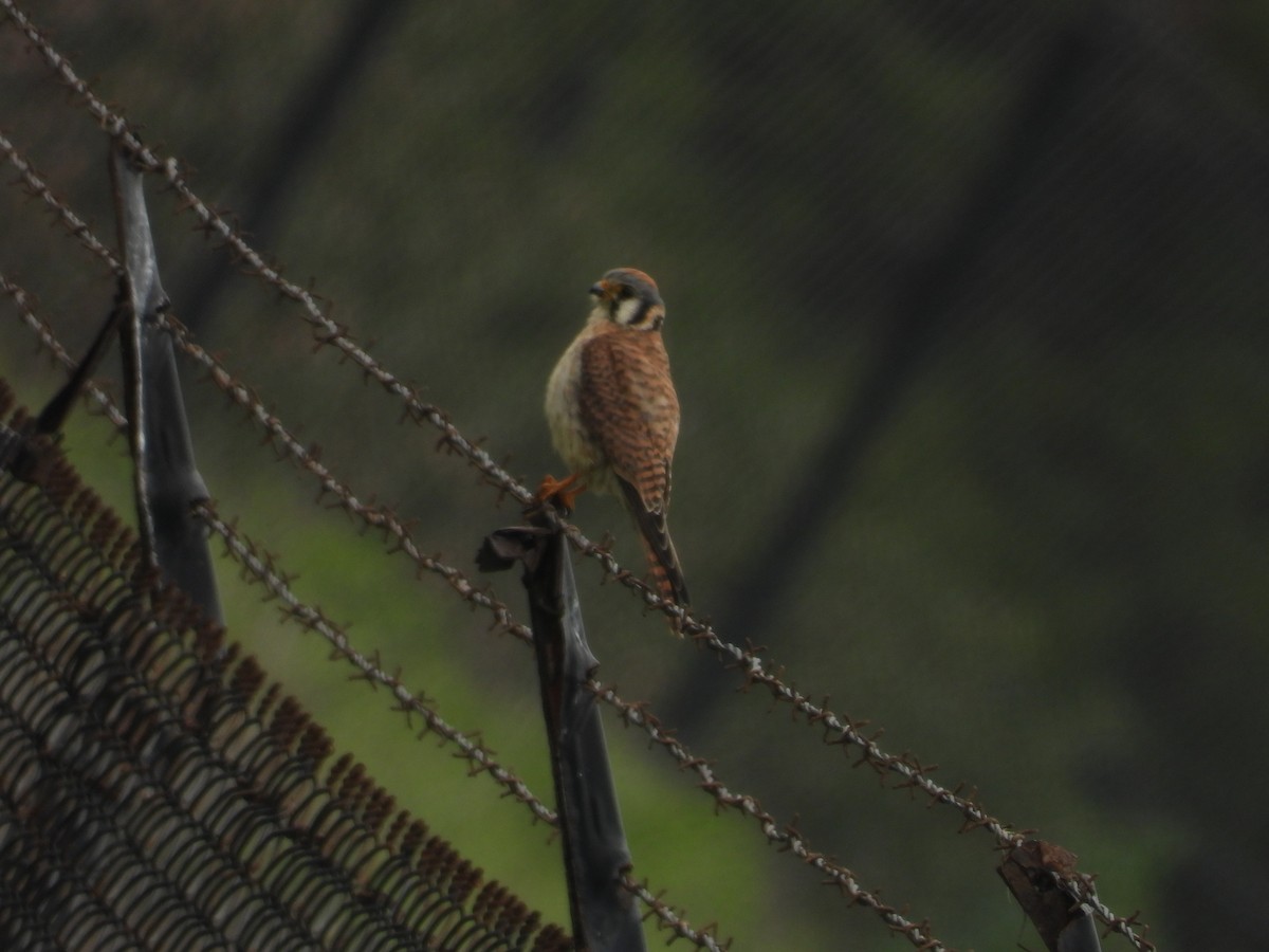 American Kestrel - ML647255477
