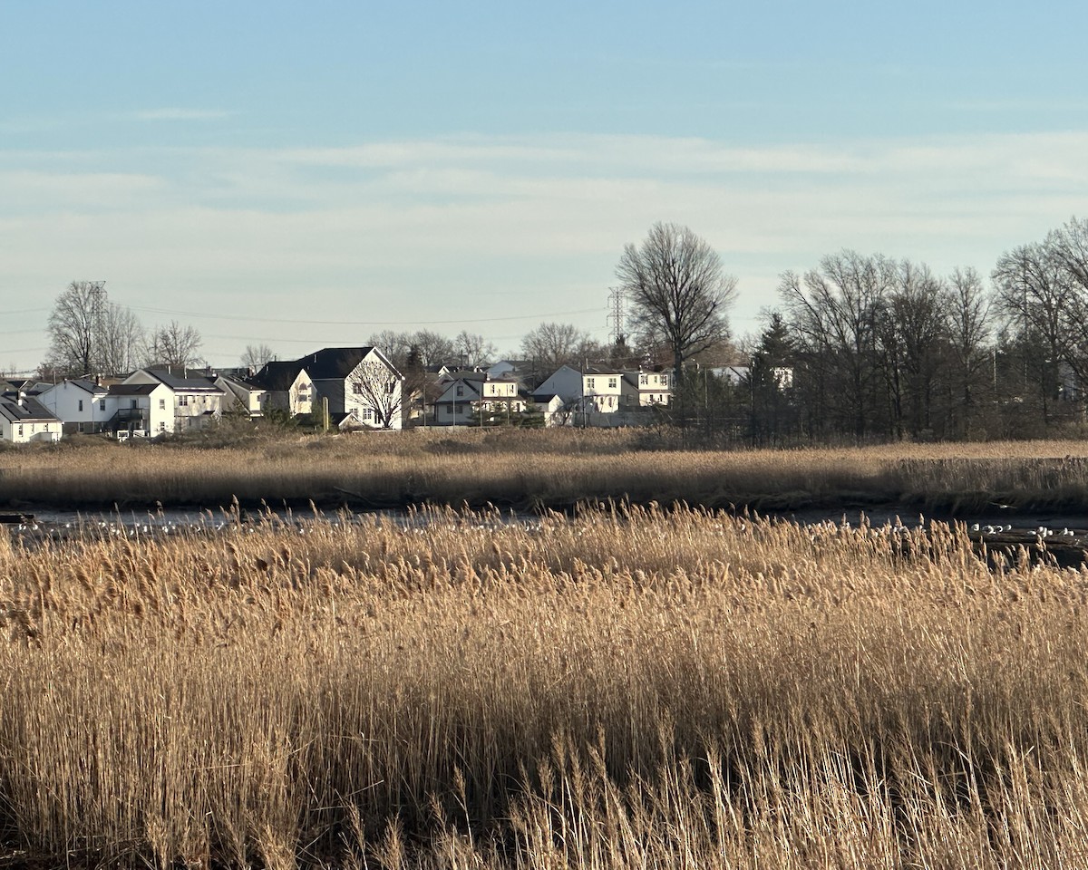 gull sp. - ML647255479